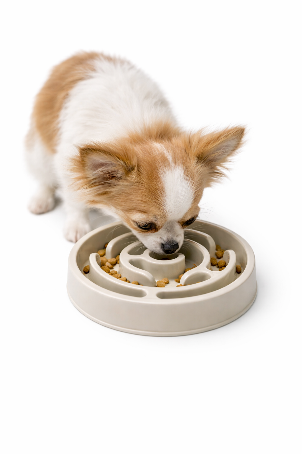 Aktiviseringsskål for hund