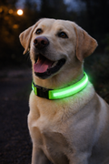 Lysende hundehalsbånd