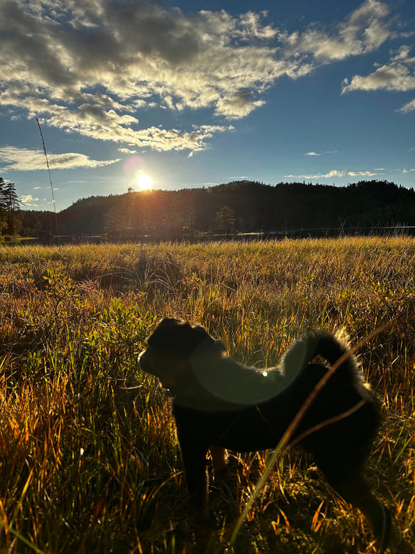 Flåttmiddel til hund – komplett guide
