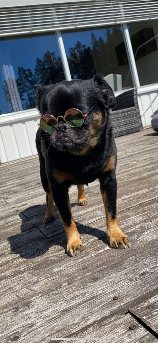 Hund om sommeren — komplett guide for varme dager