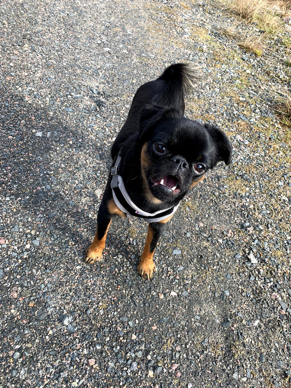 Tannhelse hos hund – det de fleste glemmer
