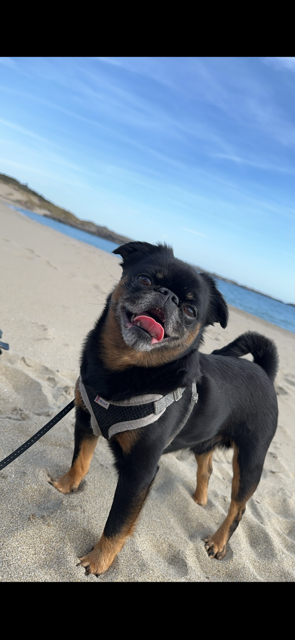 Hund som lugger i bånd – slik slutter den