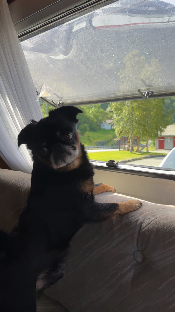 Hund og reise — komplett guide til bilreise, ferge, fly og utenlandsregler